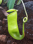 Nepenthes Pitcher Plant (Nepenthes vieillardii) urn, Prony Bay, New Caledonia