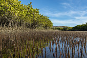 Mangrove (Rhizophora mangle) Isla Santa Margarita BCS Mexico.