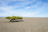Mangroves (Rhizophora mangle) Baja California Sur Mexico