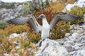 Blue footed boobie (Sula nebouxii) Isla San Iledefonso BCS Mexico