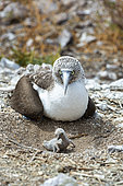 Blue footed boobie (Sula nebouxii) Isla San Iledefonso BCS Mexico