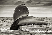Humpback whale (Megaptera novaeangliae) Kingdom of Tonga.