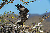 Bald eagle (Haliaeetus leucocephalus) Adult eagle and chick on nest BCS Mexico.