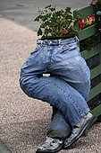 Flowering, Pelargonium in an old jeans, place, Melisey, Haute Saone, France