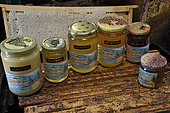 Jars of honey placed on beehive frames, beekeeper Christian Becker, Miellerie des quatre Fontaines, Oppenans, Haute Saone, France