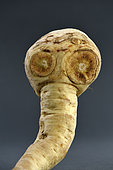 Parsnip (Pastinaca sativa), strange shape, animal, head, E. T., vegetable, Organic Agriculture, market gardener, France