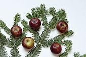 Apple tree (Malus communis), Christkindler variety, fruits, apples formerly used to decorate the Christmas tree, fir branches, conservatory orchard, Ecomuseum of Alsace, Ungersheim, Haut-Rhin