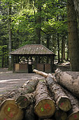 Shelter, forest, Pépinière du Paradis, Ormont massif, Nayemont-les-Fosses, Vosges, France