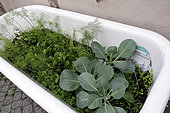 Vegetables planted in an old bathtub, Operation Strasbourg is growing, Green attitude, dead end of Bain aux Plantes, Strasbourg, Bas Rhin, France