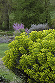 Spurges, Lilaveronica garden in spring, Thanville, Bas Rhin, France
