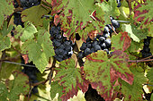Vine (Vitis vinifera), Franche Comte grape variety, Black crow, conservatory vine, Champagne-sur-Loue, Jura, France