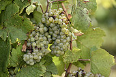 Vine (Vitis vinifera), Franche Comte grape variety, Melon Blanc, conservatory vine, Champagne-sur-Loue, Jura, France