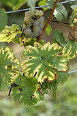Vine (Vitis vinifera), Franche Comte grape variety, Peurion Blanc, conservatory vine, Champagne-sur-Loue, Jura France
