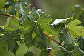 Vine (Vitis vinifera), Franche Comte grape variety, Poulsard Blanc, conservatory vine, Champagne-sur-Loue, Jura, France