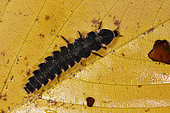 Lampyre or Glow-worm (Lampyris noctiluca), female, adult, soil of an orchard, autumn, Champagney, Haute-Saône, France