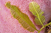 Green sea feather (Caulerpa sertularioides), in the Natural Marine Park of Martinique.