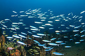Shoal of West Indian Bogues (Haemulon vittatum), above the wreck of the Nahoon, in the Natural Marine Park of Martinique.