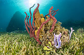 Erect Rope Sponge (Amphimedon compressa) and Yellow Tube Sponge (Aplysina fistularis) in a Halophila sea grass, Natural Marine Park of Martinique.