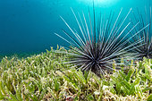 Long-spined sea urchin (Diadema antillarum) in a Halophila seagrass. Natural Marine Park of Martinique.