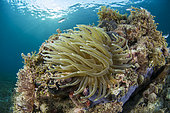 Giant Caribbean Anemone (Condylactis gigantea), in the Marine Natural Park of Martinique