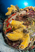Azure Vase Sponge (Callyspongia plicifera) in Marine Natural Park of Martinique