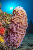Azure Vase Sponge (Callyspongia plicifera) on reef, Marine Natural Park of Martinique