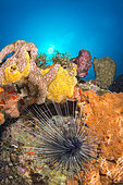 Long-spined sea urchin (Diadema antillarum) and Orange king sponge (Mycale laevis), Marine Natural Park of Martinique