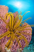 Arrow Crab (Stenorhynchus seticornis) in Golden Crinoid (Davidaster rubiginosus) on Barrel Sponge (Xestospongia muta), Marine Natural Park of Martinique