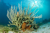 Green finger sponge (Iotrochota birotulata), on the underwater trail of Cape Salomon, in the Marine Natural Park of Martinique