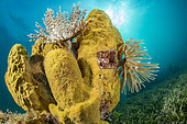 Magnificent feather duster (Sabellastarte magnifica) on Yellow Tube Sponge (Aplysina fistularis), on the underwater trail of Cape Salomon, in the Marine Natural Park of Martinique