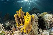 Yellow Tube Sponge (Aplysina fistularis), on the underwater trail of Cape Salomon, in the Marine Natural Park of Martinique