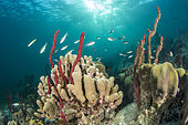 Erect Rope Sponge (Amphimedon compressa), on the underwater trail of Cape Salomon, in the Marine Natural Park of Martinique