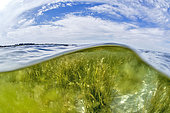 View half air half water of a dwarf Zostera (Zostera noltei) seagrass, in the Thau lagoon, Herault, Occitania, France. Species protected in the PACA region (decree of 9 May 1994).