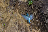 Common Kingfisher (Alcedo atthis) coming to feed his young in his nest dug in the clay bank of a small river of Bugey, Ain, France