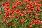 Poppies (Papaver rhoeas) in full bloom, Bugey, Ain, France