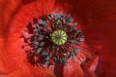 Poppy (Papaver rhoeas) flower, Bugey, Ain, France