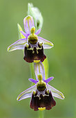 Late Spider orchid (Ophrys fuciflora) Common orchid in sunny pastures, France