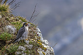 Peregrine Falcon (Falco peregrinus) guarding its territory, in Bugey, Ain, France