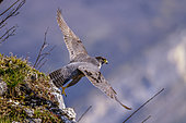 Peregrine Falcon (Falco peregrinus) guarding its territory, in Bugey, Ain, France