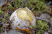Stinkhorn (Phallus impudicus) egg, Bugey, Ain, France