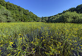 Pond covered with Great yellowcress (Rorippa amphibia in bloom), Etang de Bret, Bugey, Ain, France