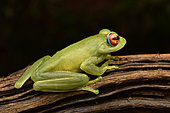 Ankafana Bright-eyed Frog (Boophis luteus), on lback background, Andasibe, Madagascar