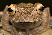 Madagascar Bright-eyed Frog (Boophis madagascariensis) portrait, Andasibe, Madagascar