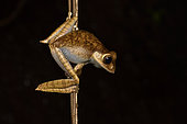 Madagascar Bright-eyed Frog (Boophis madagascariensis) on vine, Andasibe, Madagascar