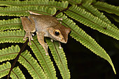 Madagascar Bright-eyed Frog (Boophis madagascariensis) on fern, Andasibe, Madagascar