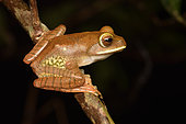 White-lipped Bright-eyed Frog (Boophis albilabris Synonyme Rhacophorus albilabris) juvenile on black background, Andasibe, Madagascar