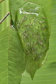 Free Madagascar Frog (Guibemantis liber) eggs laid on a leaf in the form of a jelly protecting the embryos, transformation is already well under way, Andasibe, Madagascar