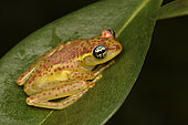Bott's Bright-eyed Frog (Boophis bottae) on a leaf in a tree, Andasibe, Madagascar