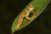 Bott's Bright-eyed Frog (Boophis bottae) on a leaf in a tree, Andasibe, Madagascar