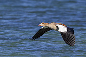 Egyptian Goose (Alopochen aegyptiaca), adult in flight, Western Cape, South Africa